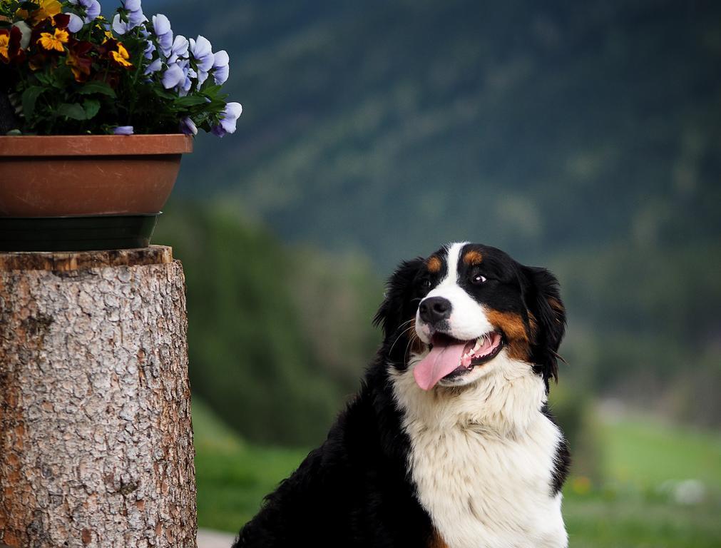 Haus Waldruhe Apartment San Candido Bagian luar foto